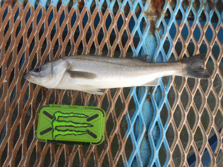 オリジナルメーカー海づり公園(市原市海づり…