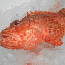 こうゆう丸 釣果