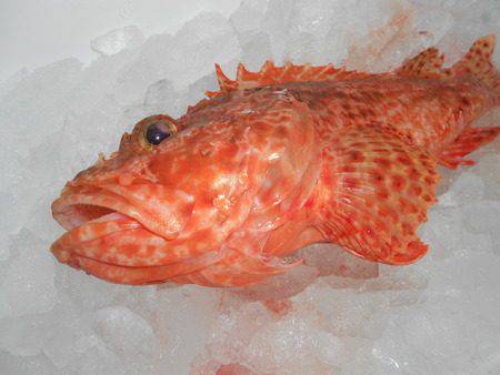 こうゆう丸 釣果