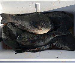 第八有漁丸 釣果