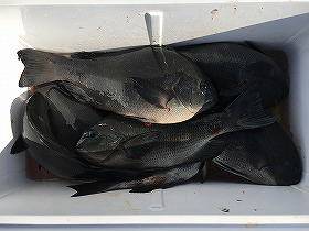 第八有漁丸 釣果