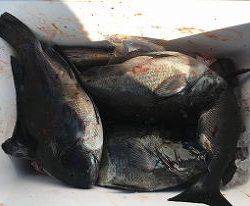 第八有漁丸 釣果