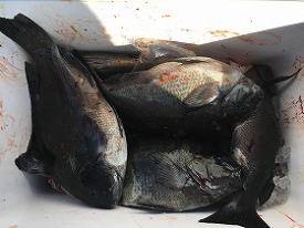 第八有漁丸 釣果