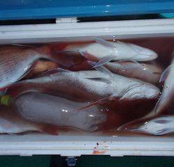 第二むつ漁丸 釣果