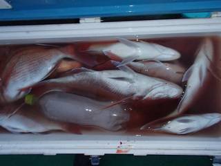第二むつ漁丸 釣果