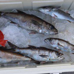 へいみつ丸 釣果