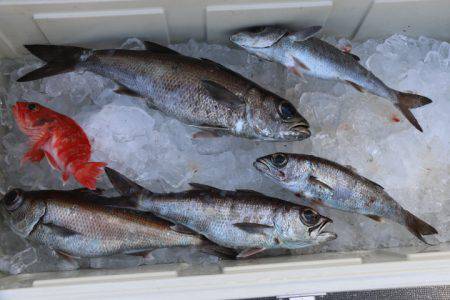 へいみつ丸 釣果