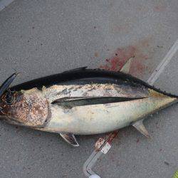 へいみつ丸 釣果