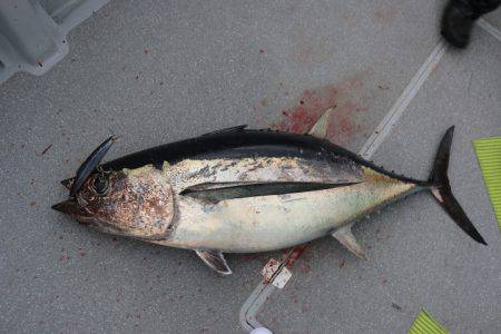 へいみつ丸 釣果