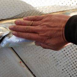 遊漁船 ニライカナイ 釣果