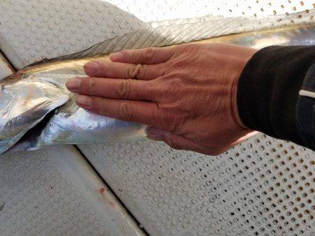 遊漁船 ニライカナイ 釣果