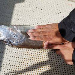 遊漁船 ニライカナイ 釣果