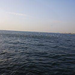 深川 吉野屋 釣果