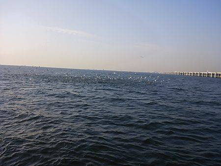 深川 吉野屋 釣果