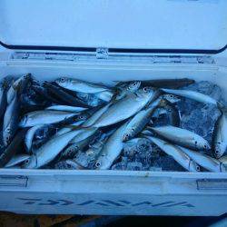 深川 吉野屋 釣果