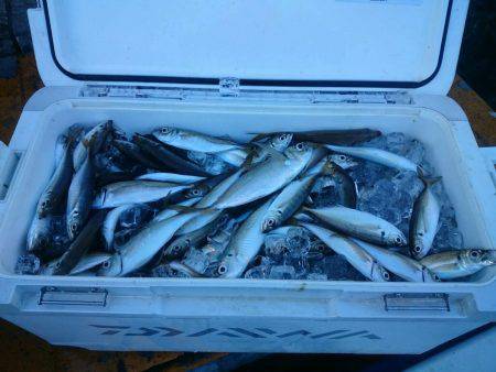 深川 吉野屋 釣果