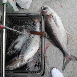 第二大福丸 釣果