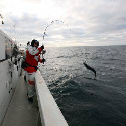 オーシャンズ　京都 釣果