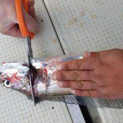 遊漁船 ニライカナイ 釣果