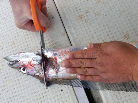 遊漁船 ニライカナイ 釣果