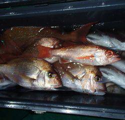 第二むつ漁丸 釣果