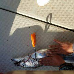 遊漁船　ニライカナイ 釣果