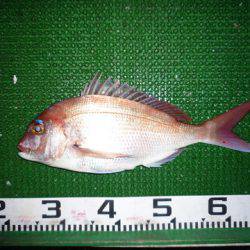 海山フィッシングセンター 釣果