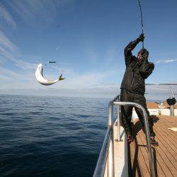 オーシャンズ　京都 釣果