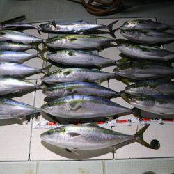 スカイマリン 釣果