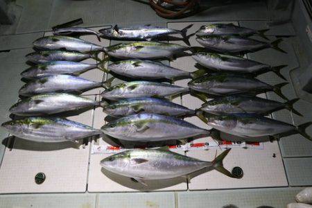 スカイマリン 釣果