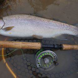 フィッシングレイクたかみや 釣果