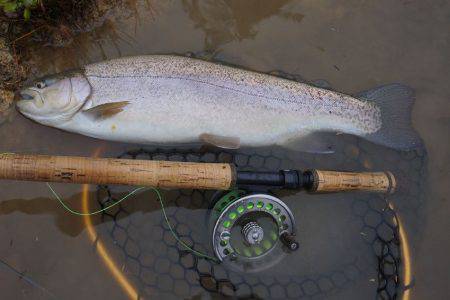フィッシングレイクたかみや 釣果