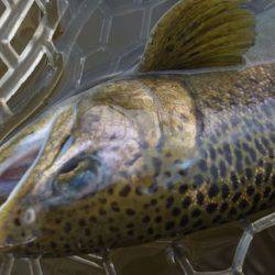 フィッシングレイクたかみや 釣果