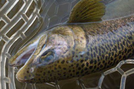 フィッシングレイクたかみや 釣果