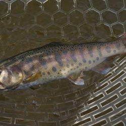 フィッシングレイクたかみや 釣果