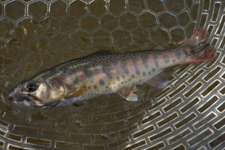 フィッシングレイクたかみや 釣果