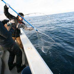 オーシャンズ　京都 釣果