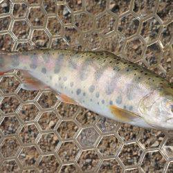 フィッシングレイクたかみや 釣果