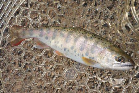 フィッシングレイクたかみや 釣果