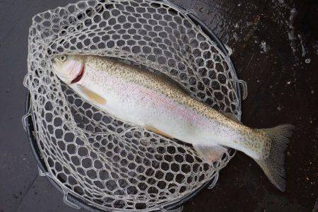 フィッシングレイクたかみや 釣果