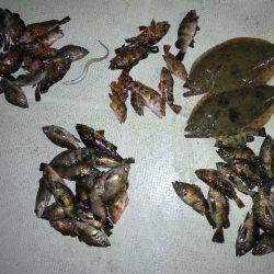 TOPGUN名古屋 釣果