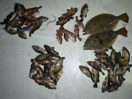 TOPGUN名古屋 釣果