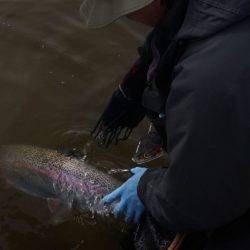 フィッシングレイクたかみや 釣果