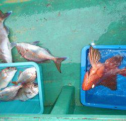 第二むつ漁丸 釣果