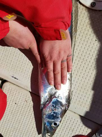 遊漁船　ニライカナイ 釣果