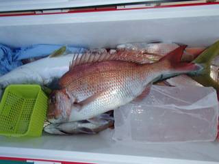 第二むつ漁丸 釣果