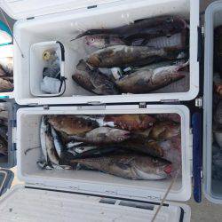 気仙沼 つり丸 釣果