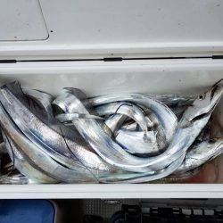 遊漁船 ニライカナイ 釣果