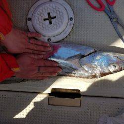 遊漁船 ニライカナイ 釣果