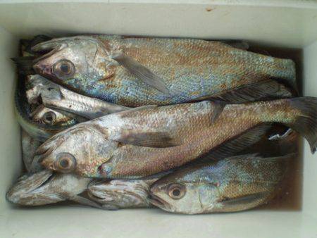 弘福丸 釣果
